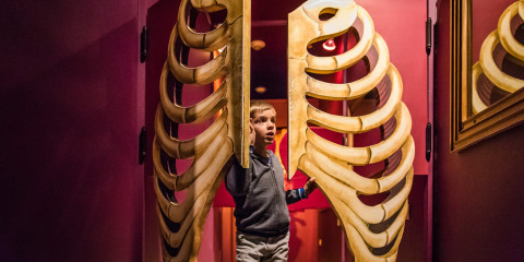 Een jongen opent een deur in de vorm van een ribbenkast in de museumzaal over het menselijk lichaam