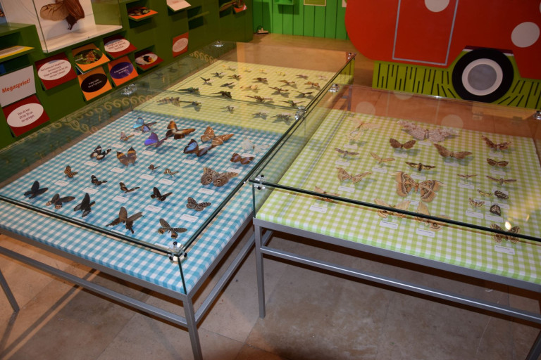 Foto van de collectie vlinders in Zapland