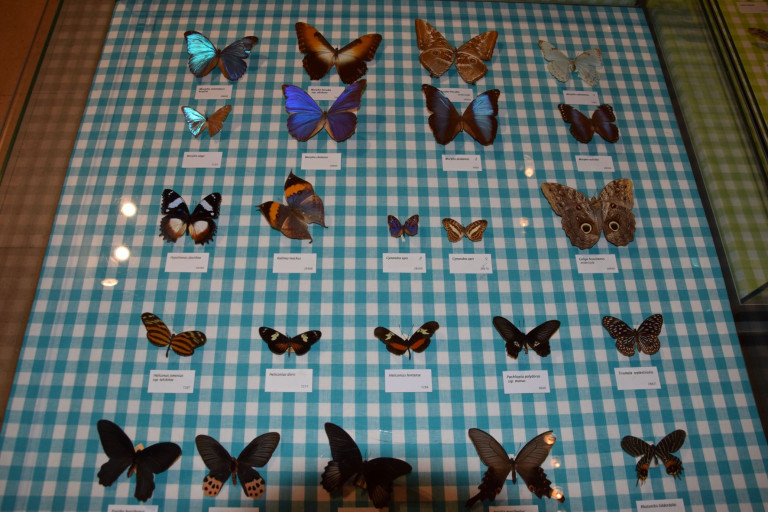 Foto van de collectie vlinders in Zapland